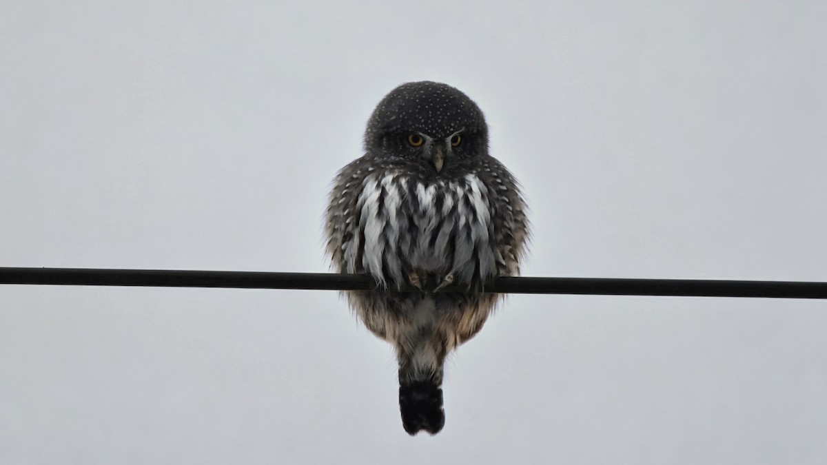 Northern Pygmy-Owl (Rocky Mts.) - ML646620415