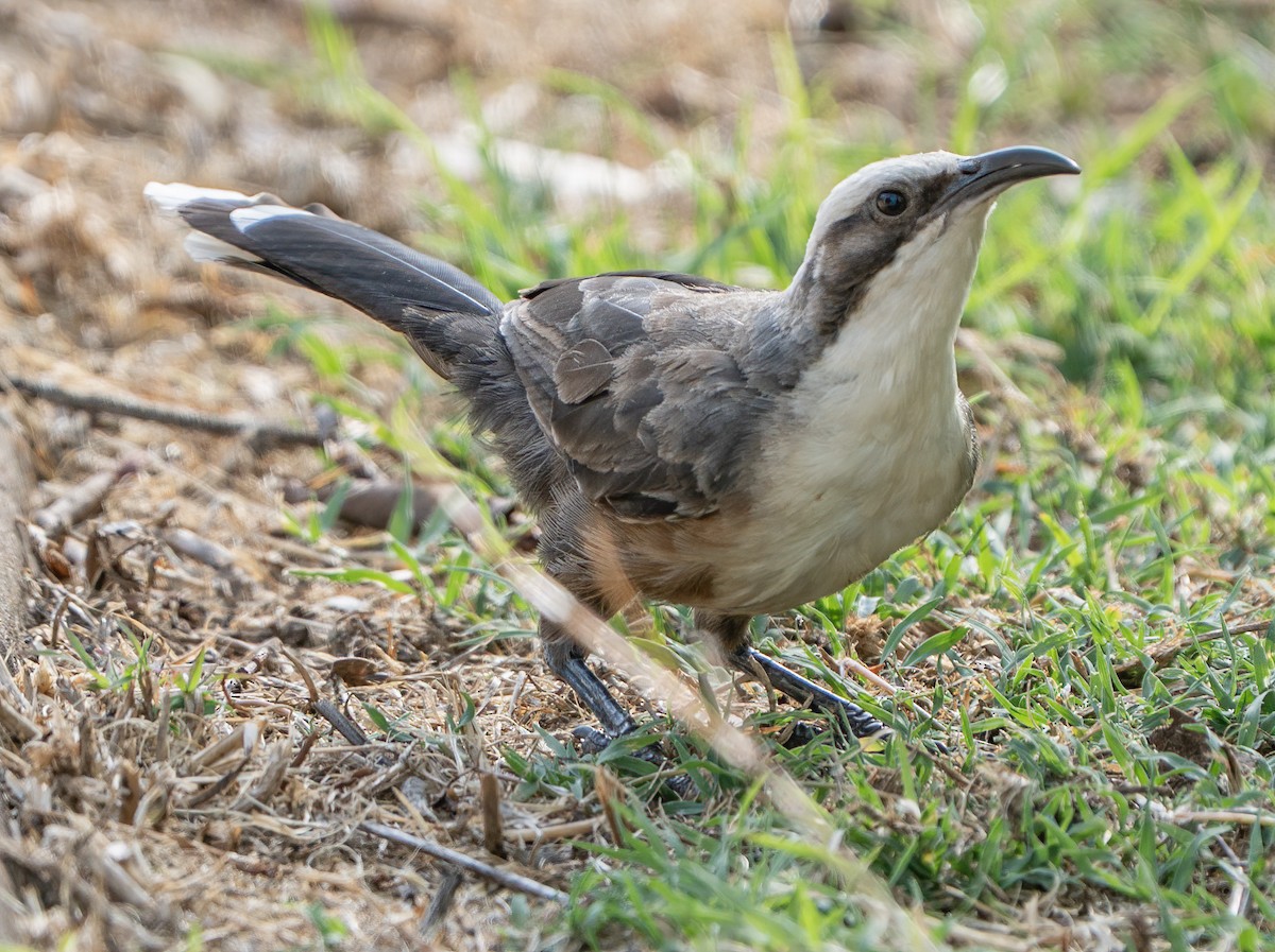 オーストラリアマルハシ - ML646620419