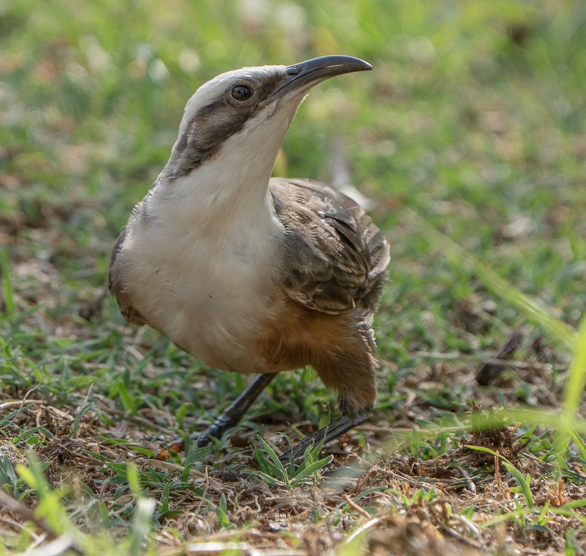 gråkronelarmtrost - ML646620420