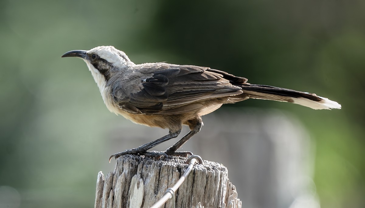 gråkronelarmtrost - ML646620421