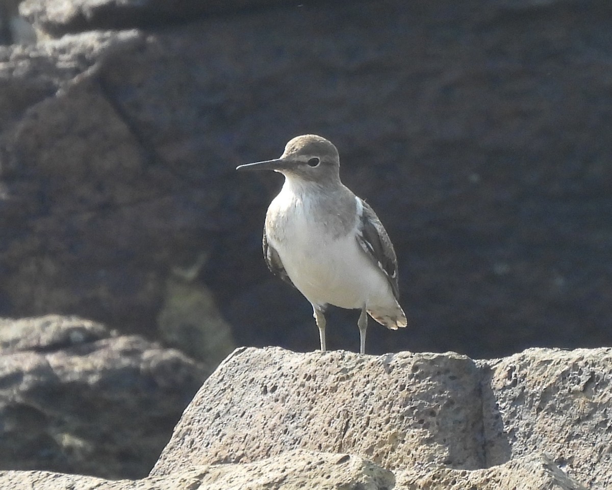 Хайргын хөгчүү - ML646620422