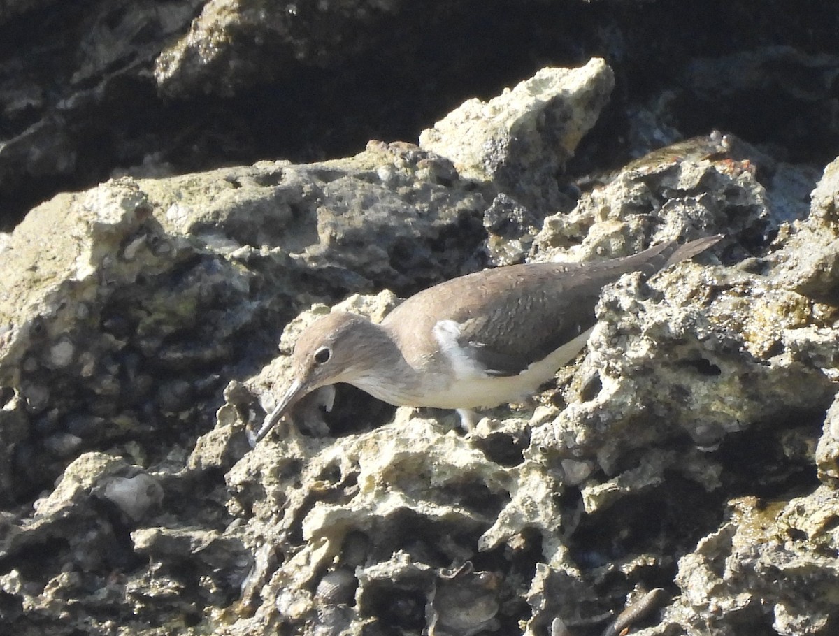 Хайргын хөгчүү - ML646620423