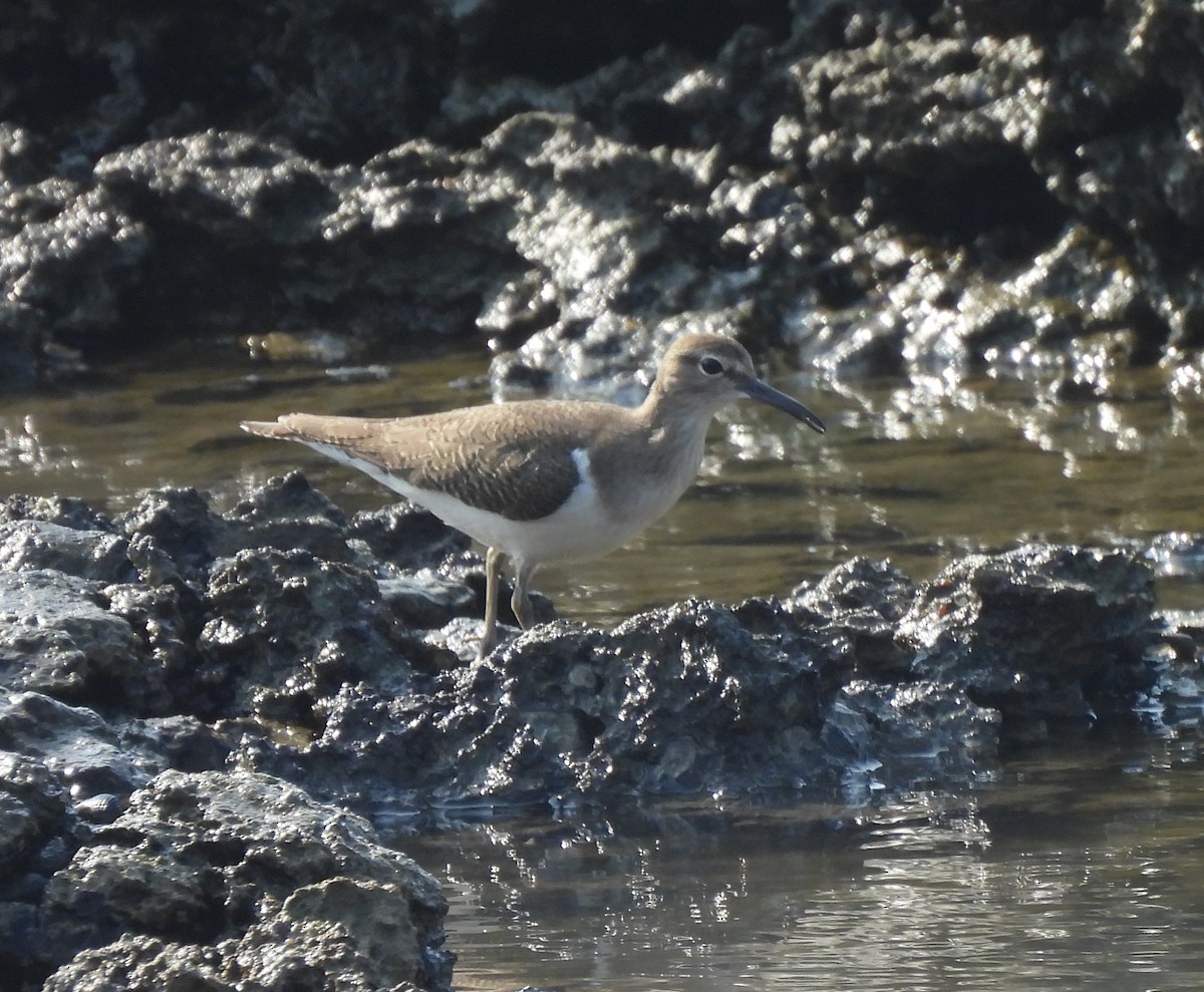 Хайргын хөгчүү - ML646620424