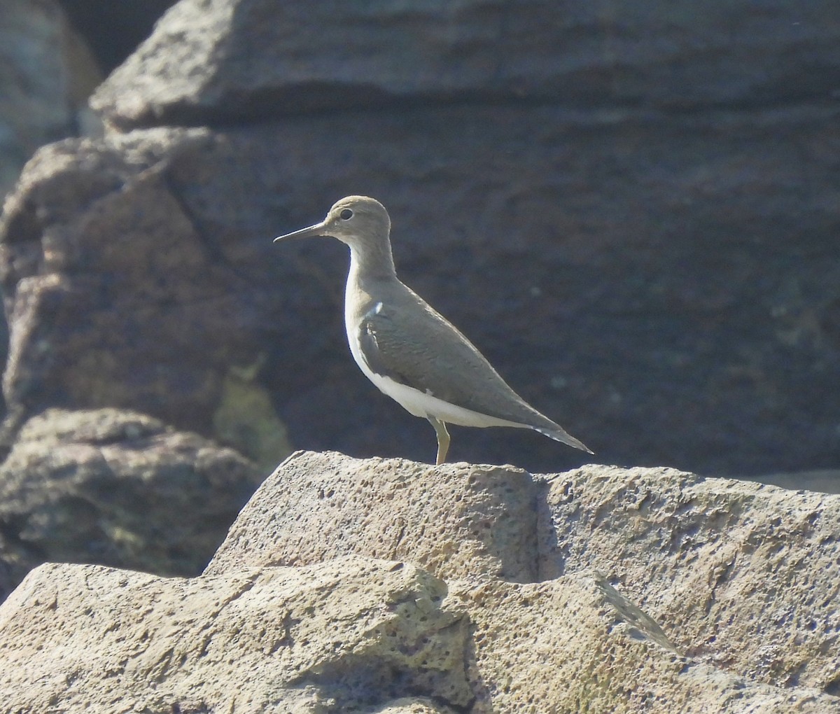 Хайргын хөгчүү - ML646620425