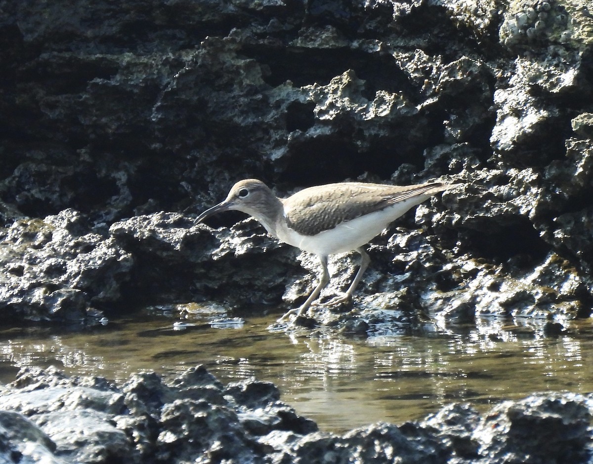 Хайргын хөгчүү - ML646620426