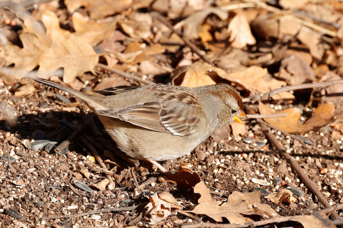 ミヤマシトド - ML646620434