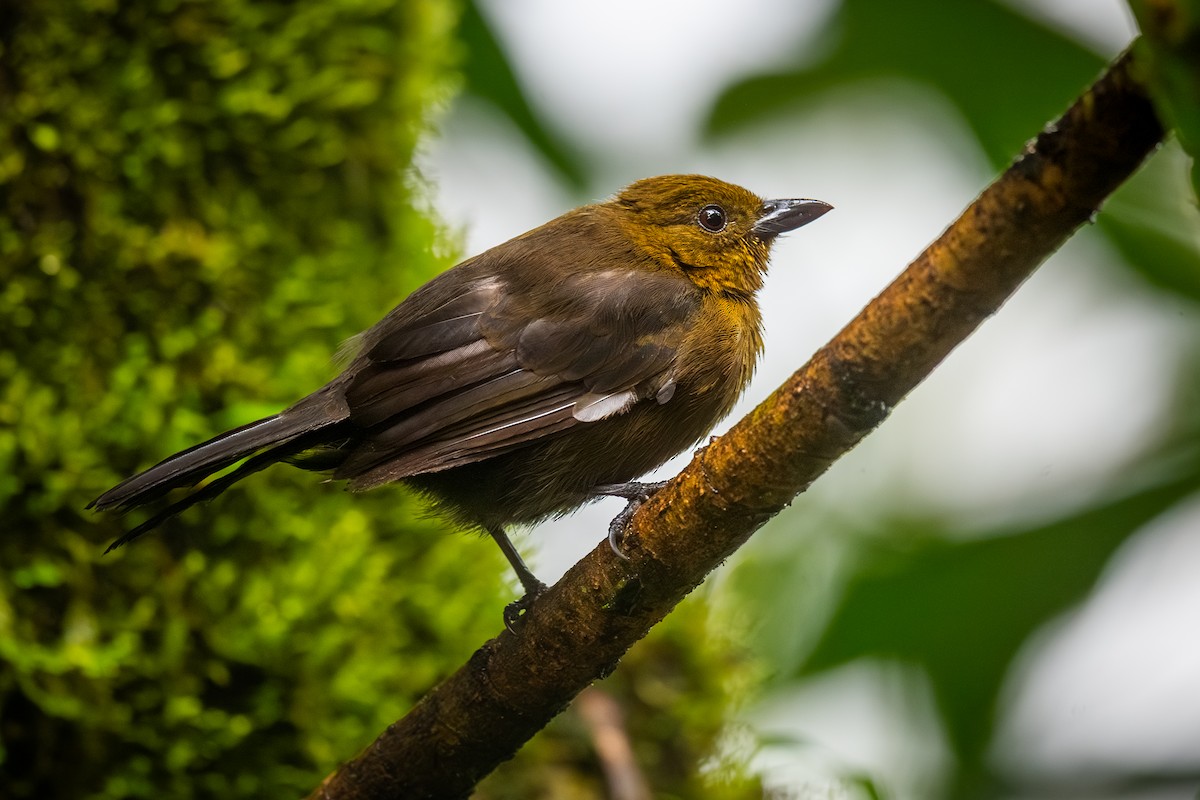 Turuncu Taçlı Tangara - ML646620443