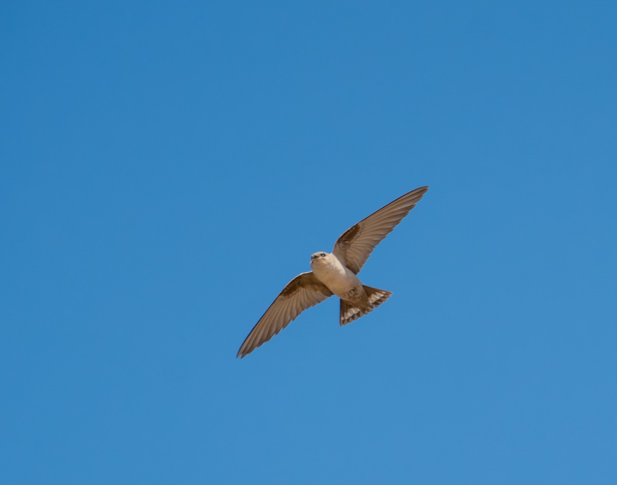 Pale Crag-Martin - ML646620444