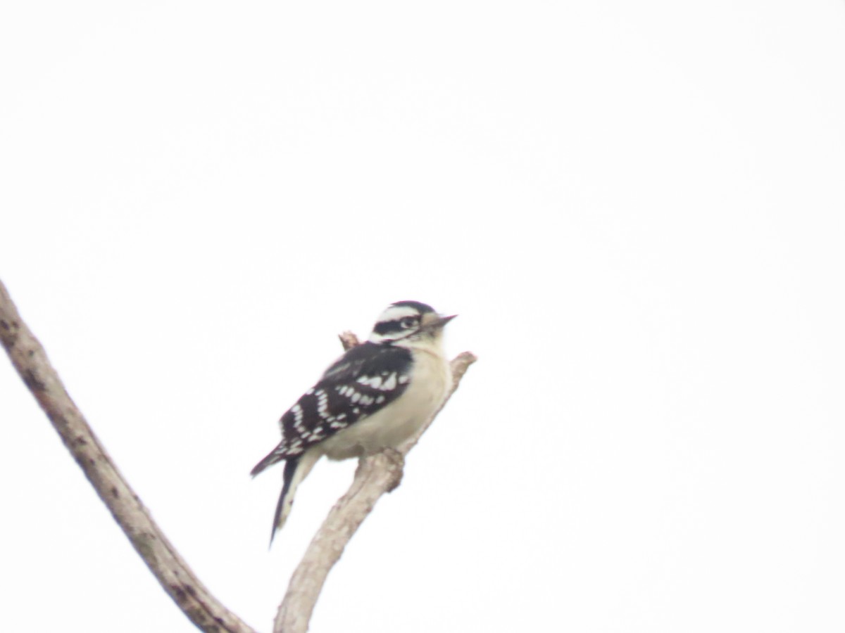 Pico Pubescente - ML646620445