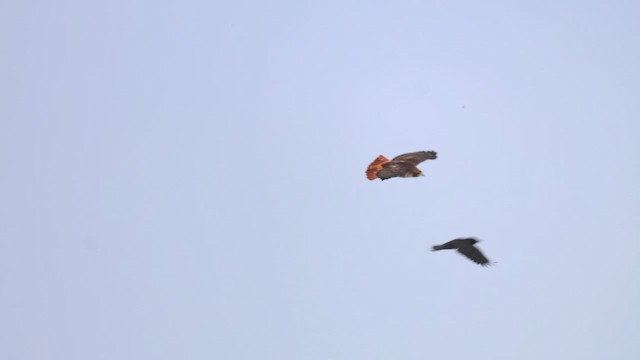 Канюк неоарктичний - ML646620447