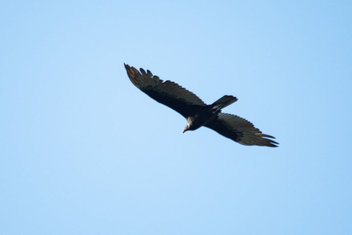 Turkey Vulture - ML646620448
