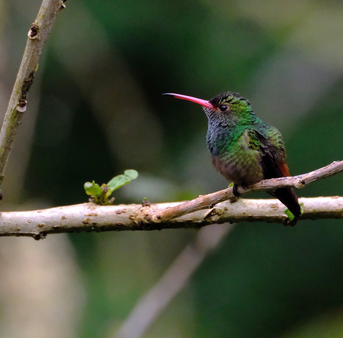 Rufous-tailed Hummingbird - ML646620449