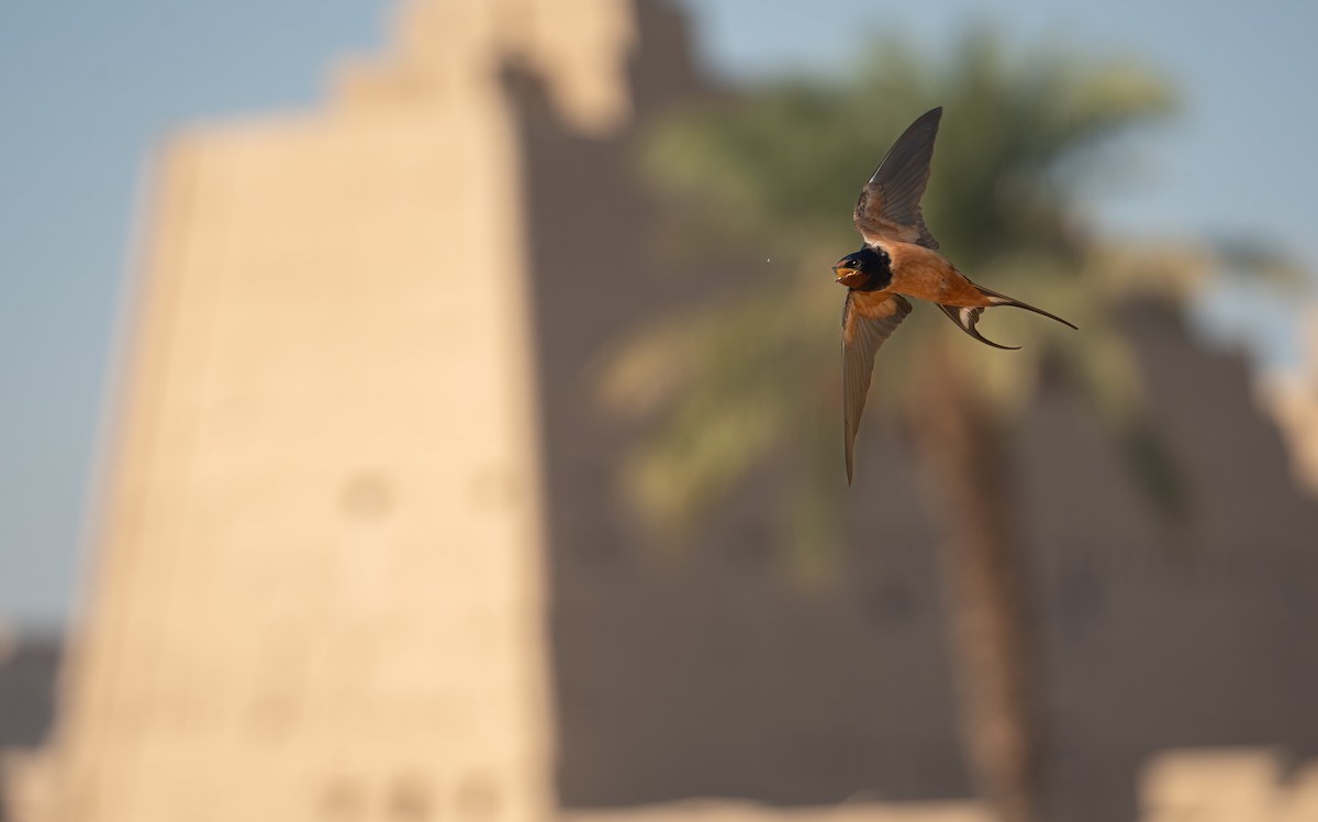 Barn Swallow (Egyptian) - ML646620450