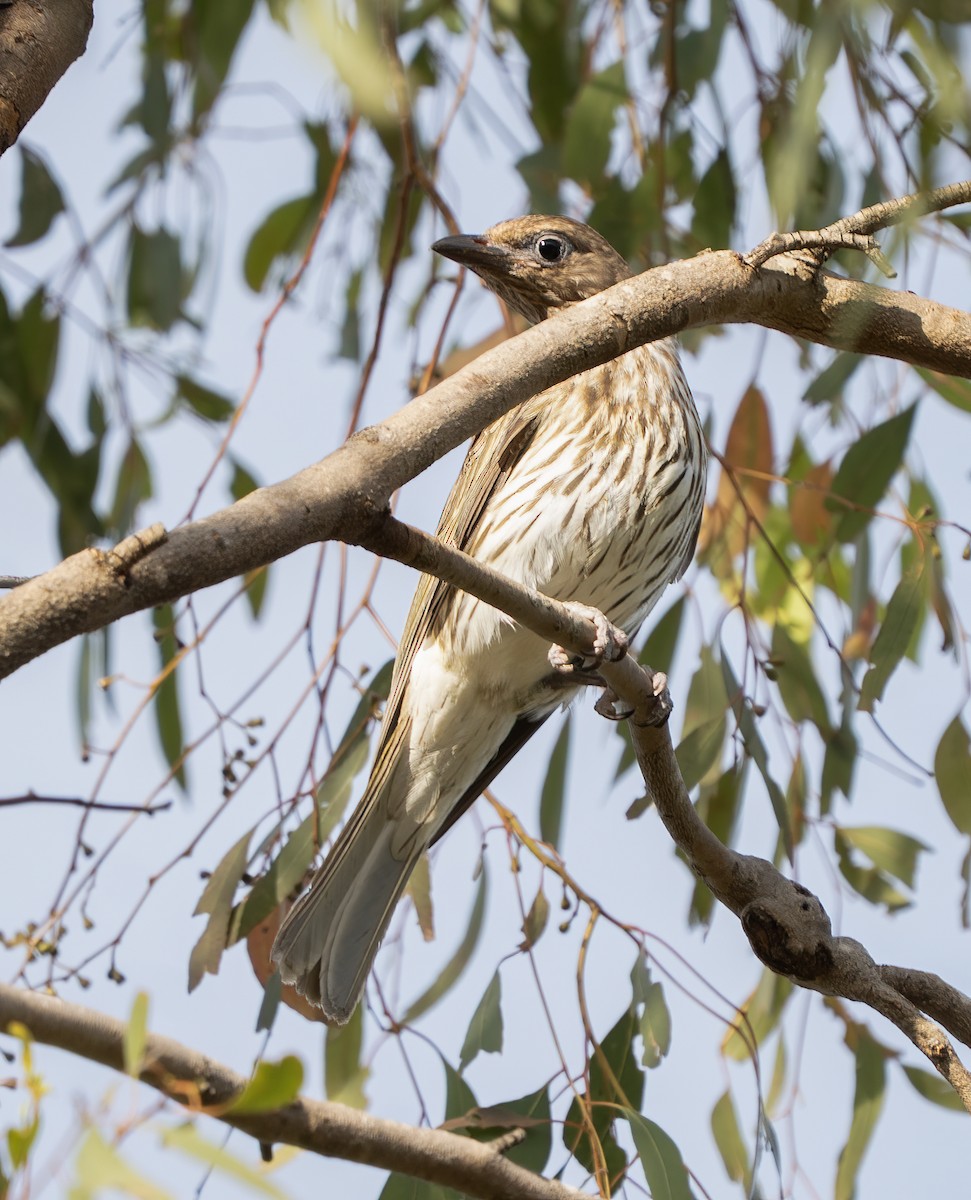 Australasian Figbird - ML646620453