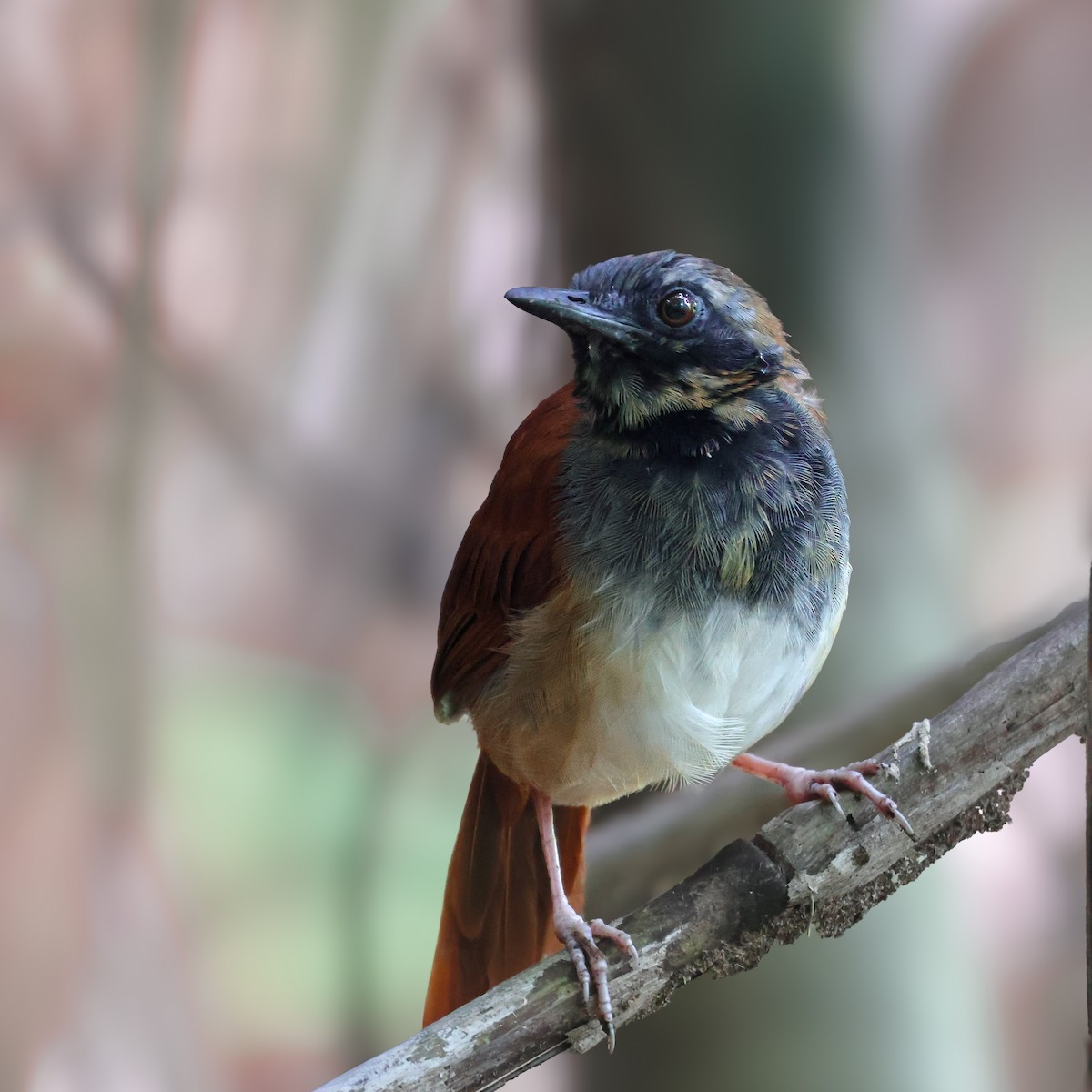 White-bellied Antbird - ML646620454