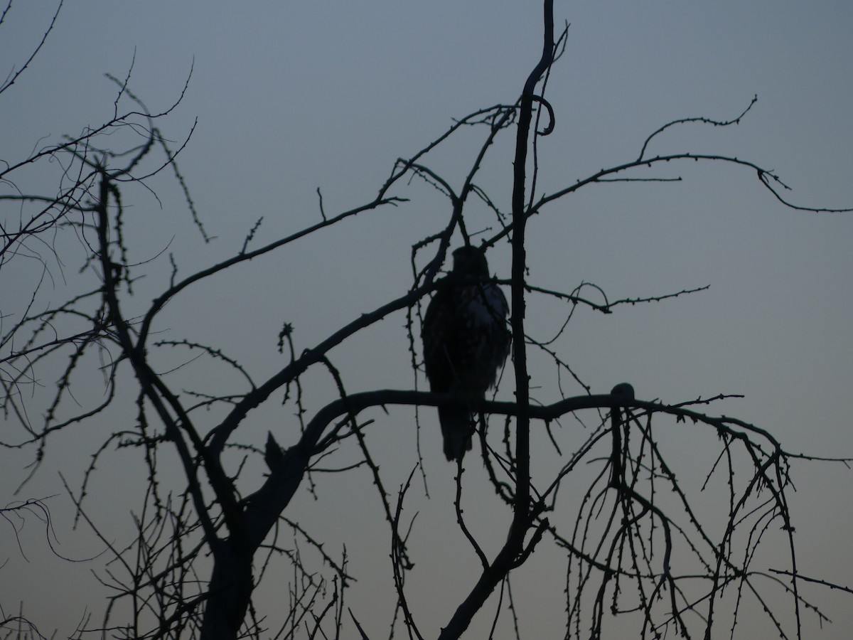 アカオノスリ - ML646620455