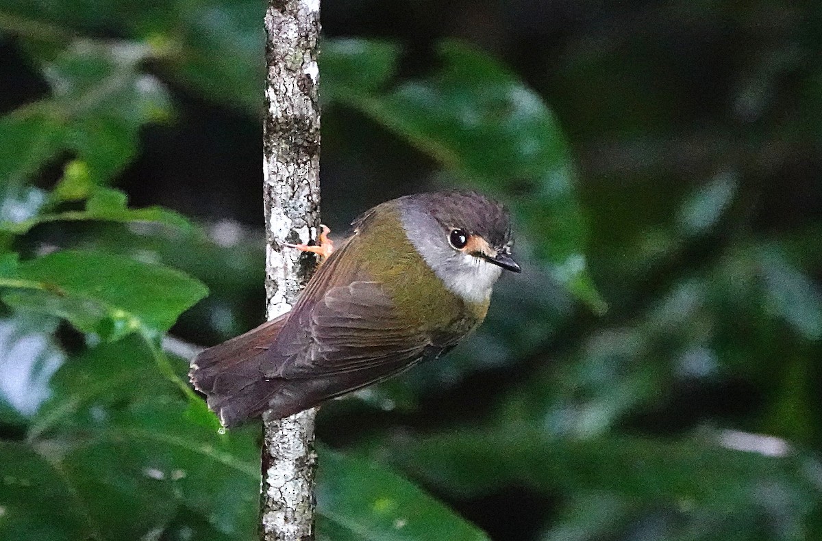 Pale-yellow Robin - ML646620458