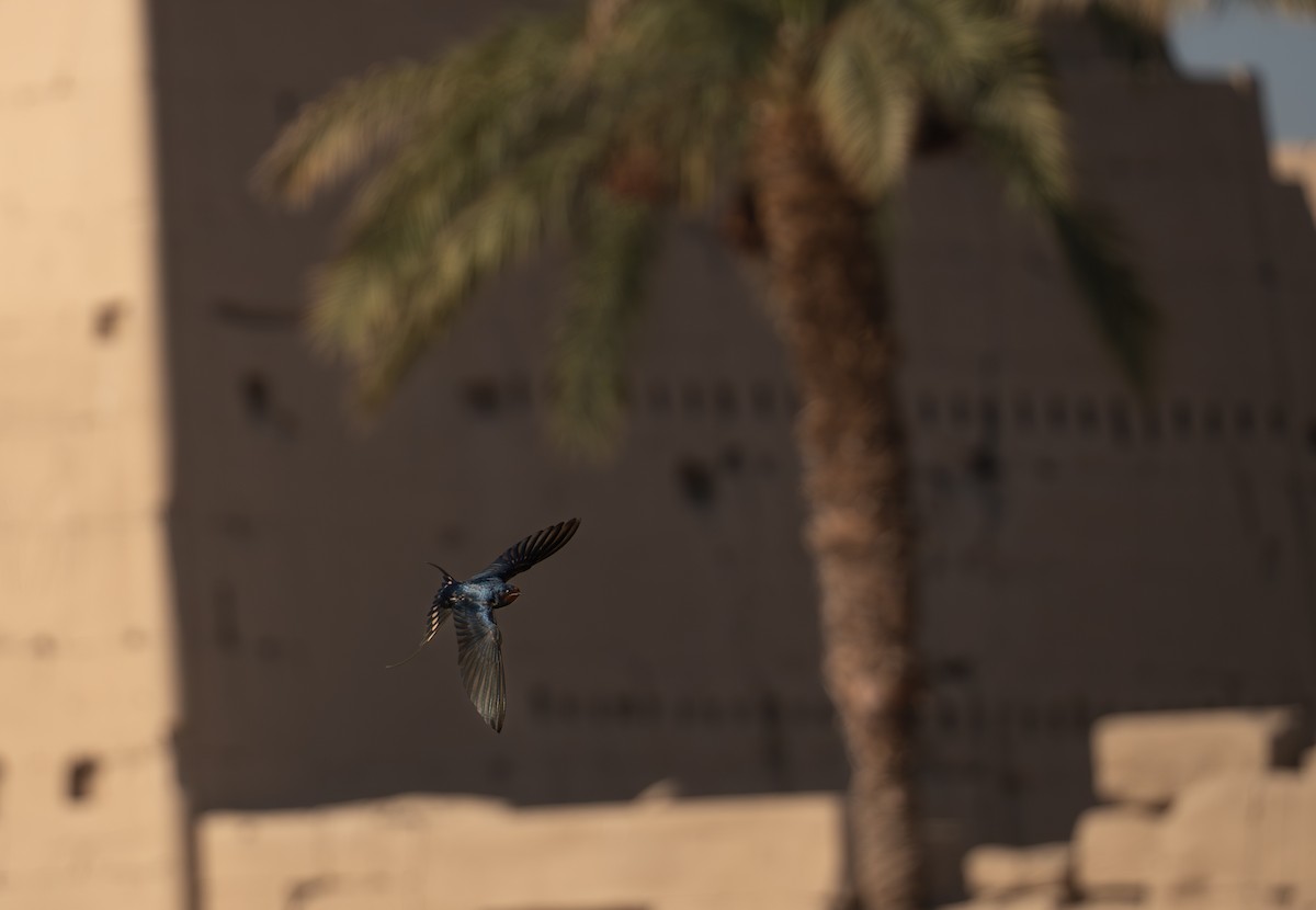 Barn Swallow (Egyptian) - ML646620459