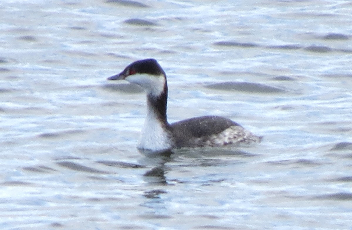 Kulaklı Batağan - ML646620461