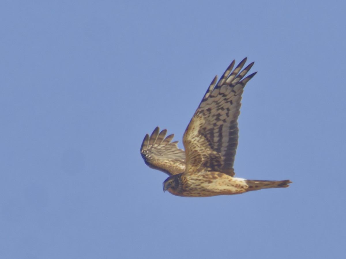 Лунь американський - ML646620462