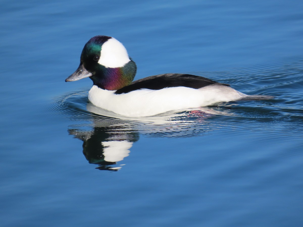 Bufflehead - ML646620463