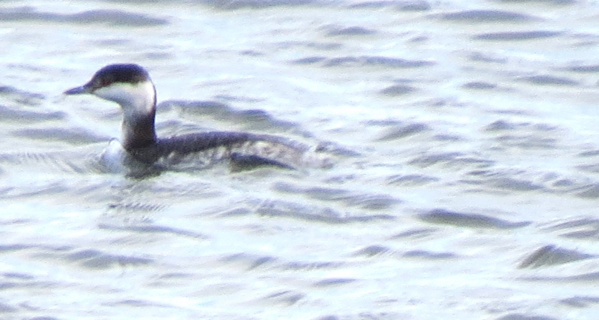 Kulaklı Batağan - ML646620464