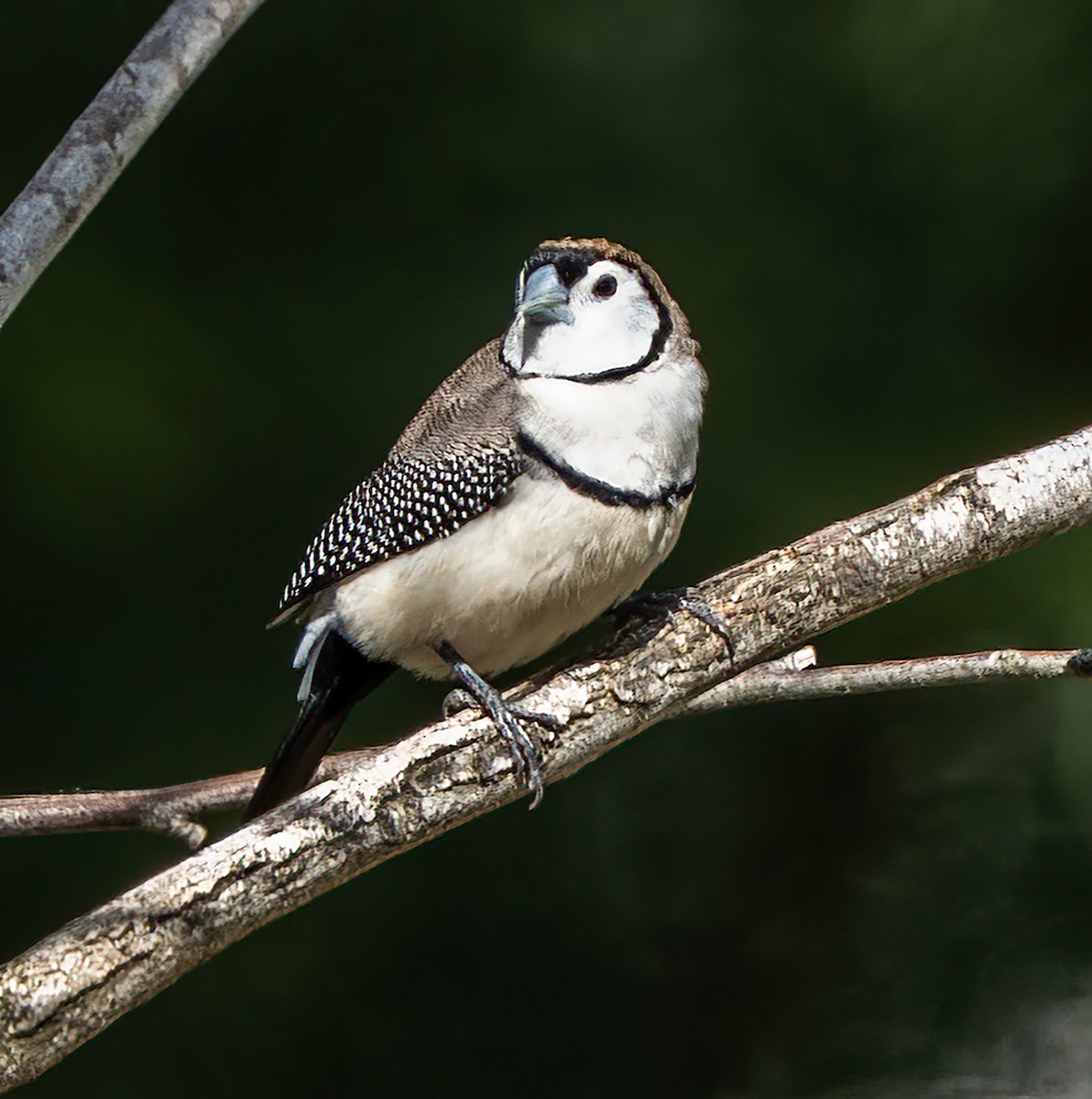 Double-barred Finch - ML646620465