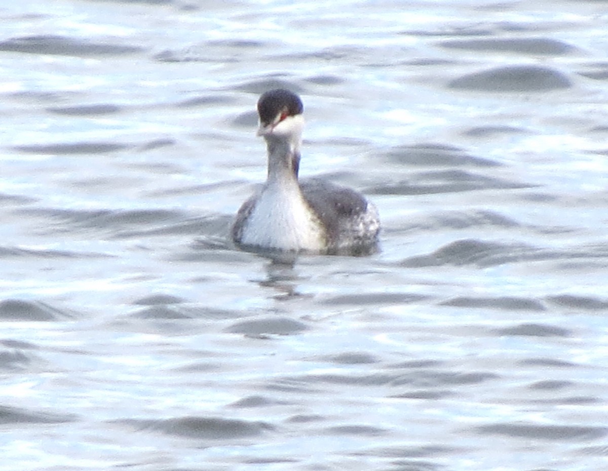 Kulaklı Batağan - ML646620466