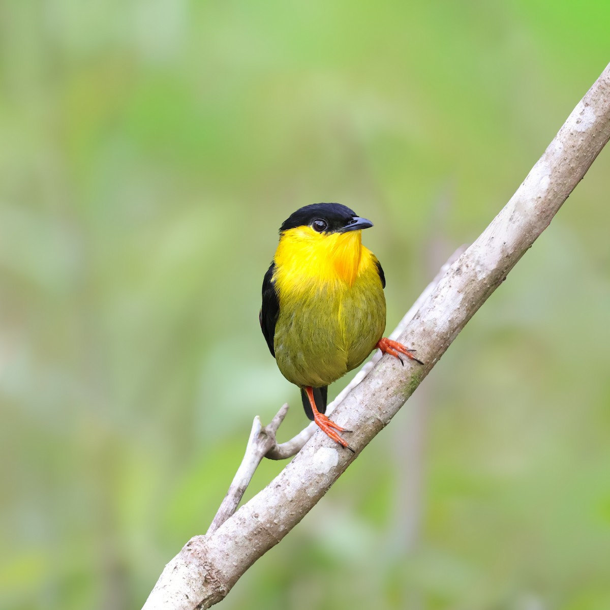 Golden-collared Manakin - ML646620472