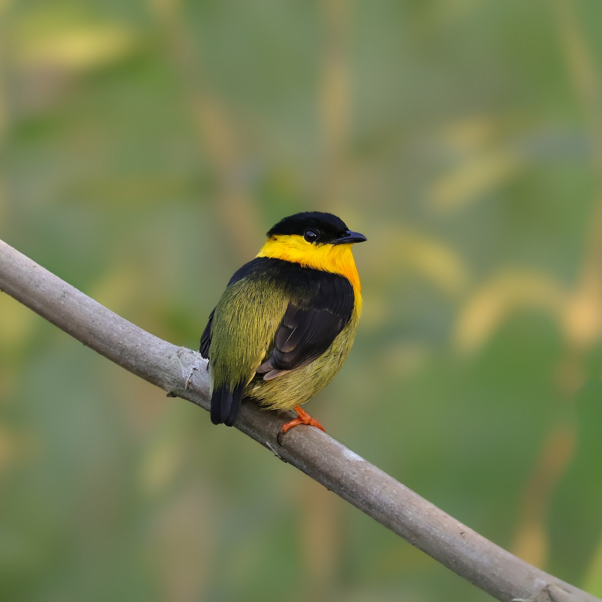 Golden-collared Manakin - ML646620474