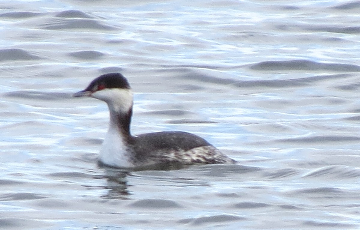 Kulaklı Batağan - ML646620475