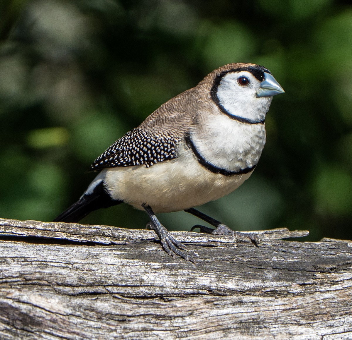 Double-barred Finch - ML646620476