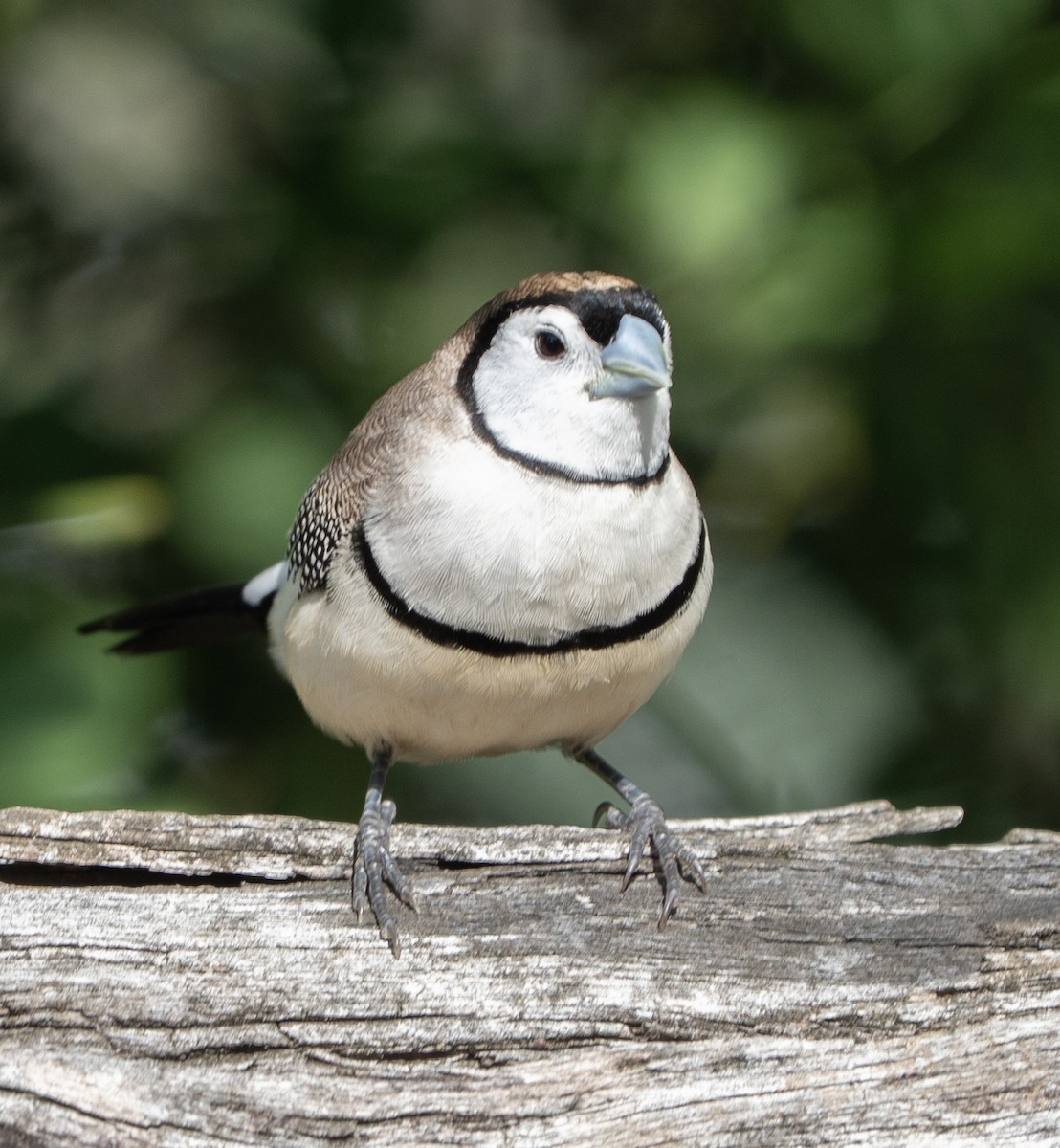 Double-barred Finch - ML646620477