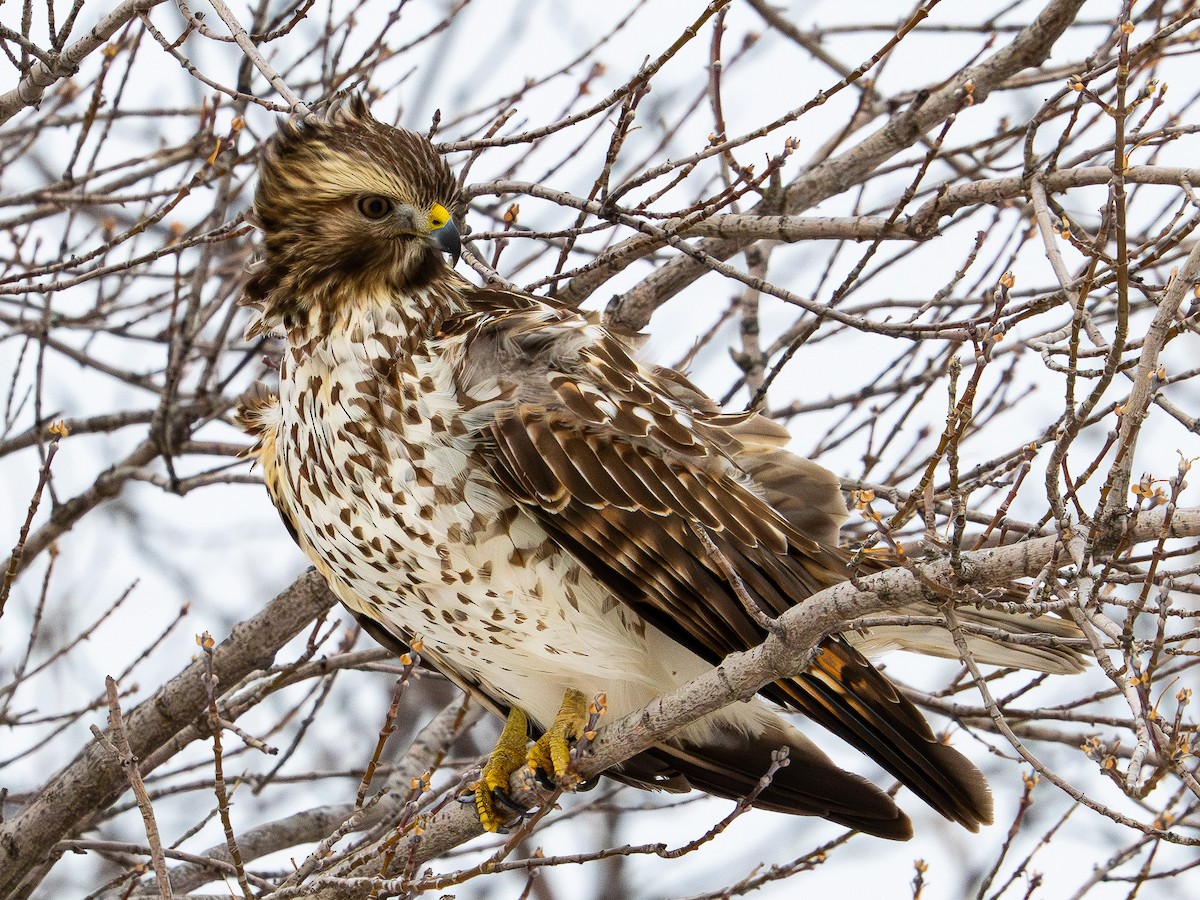 Red-shouldered Hawk - ML646620478