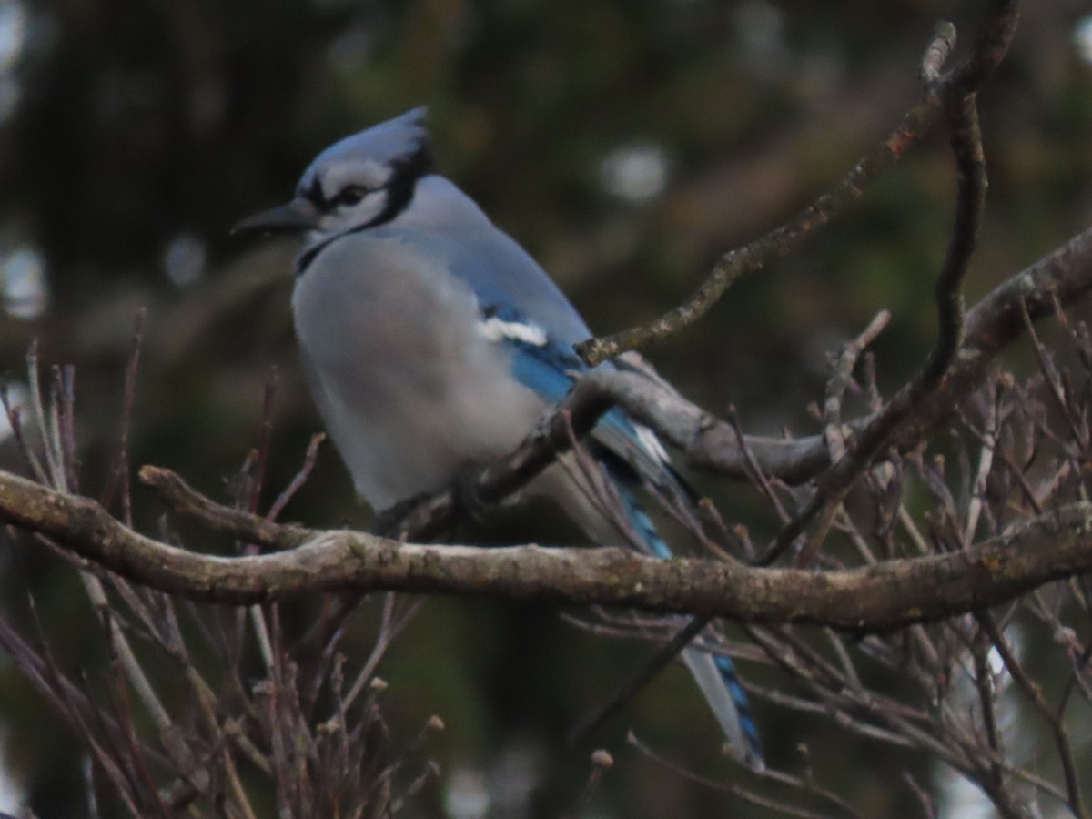 Chara Azul - ML646620479