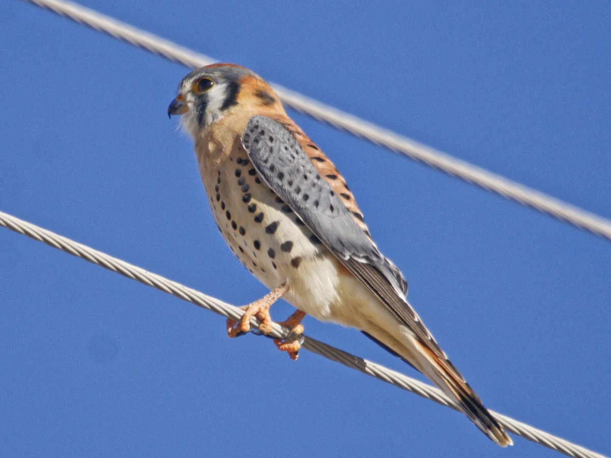 American Kestrel - ML646620483
