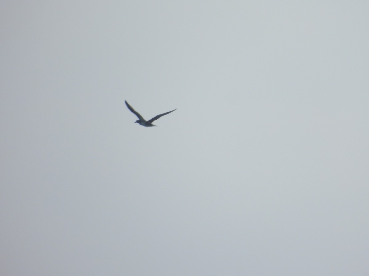 Northern Gannet - ML646620485