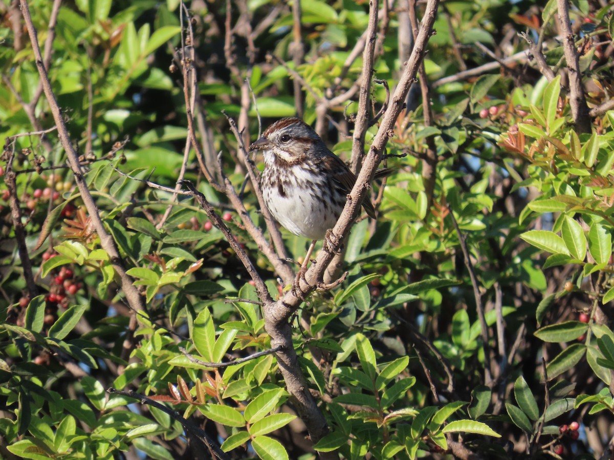 Song Sparrow - ML646620486