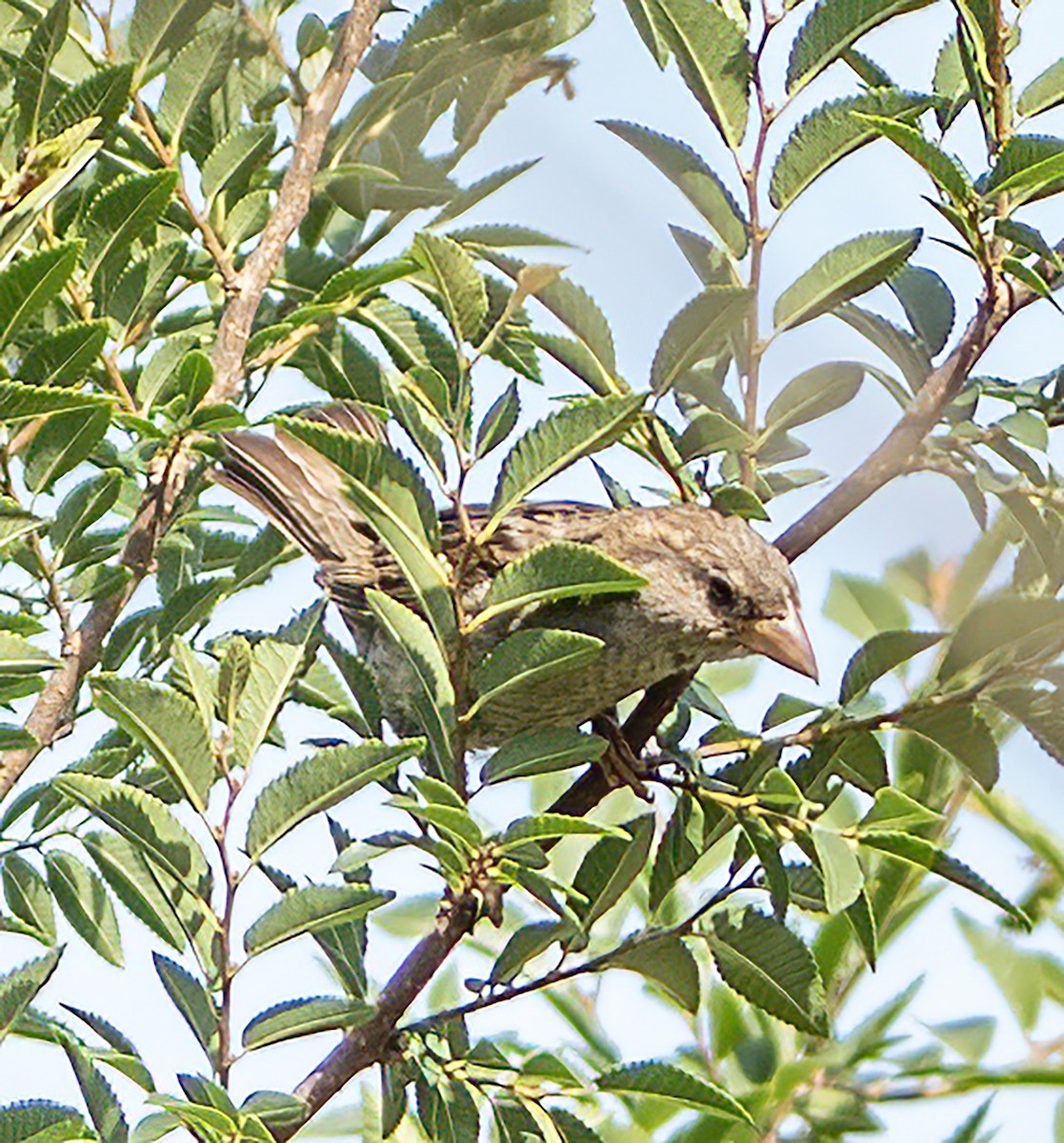 House Sparrow - ML646620487