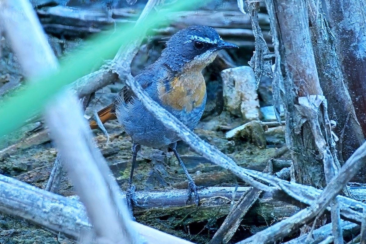 Cape Robin-Chat - ML646620488