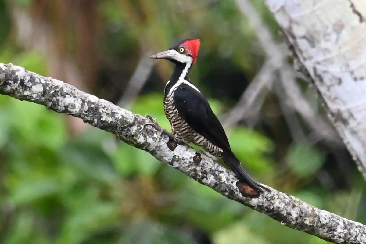 Picamaderos Barbinegro - ML646620489