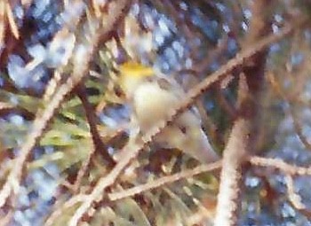 Black-throated Green Warbler - ML646620490