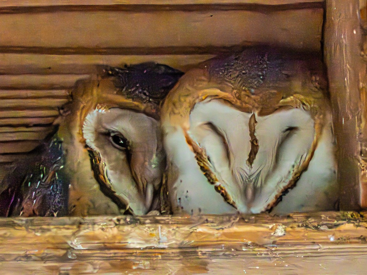 American Barn Owl (American) - ML646620491