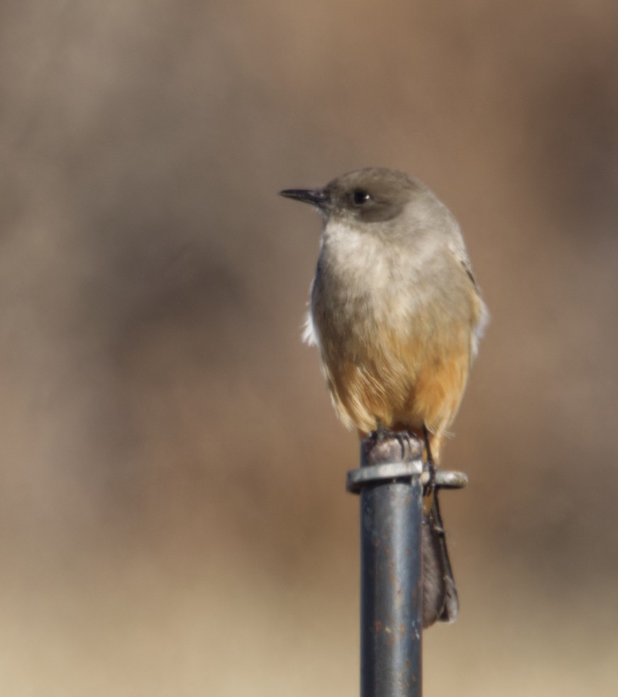 Say's Phoebe - ML646620492