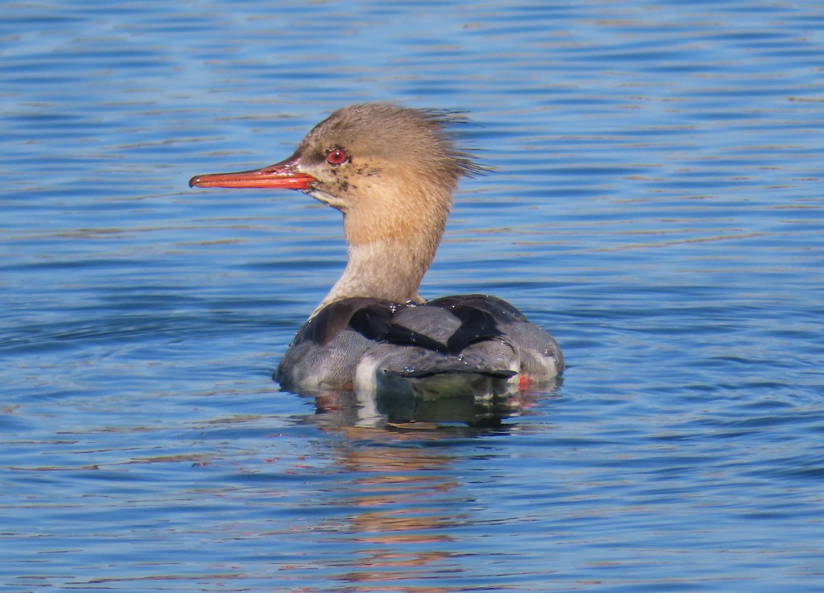 Red-breasted Merganser - ML646620493