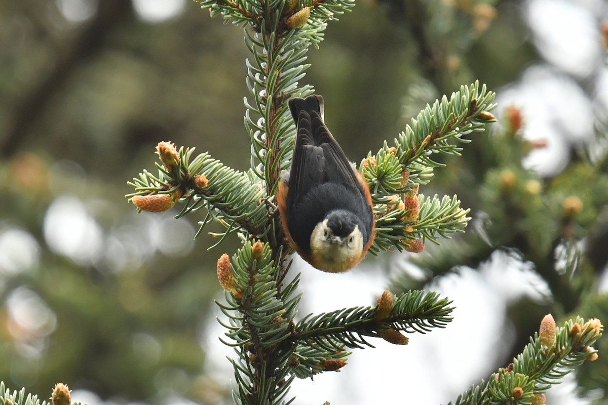 Przevalski's Nuthatch - ML646620494