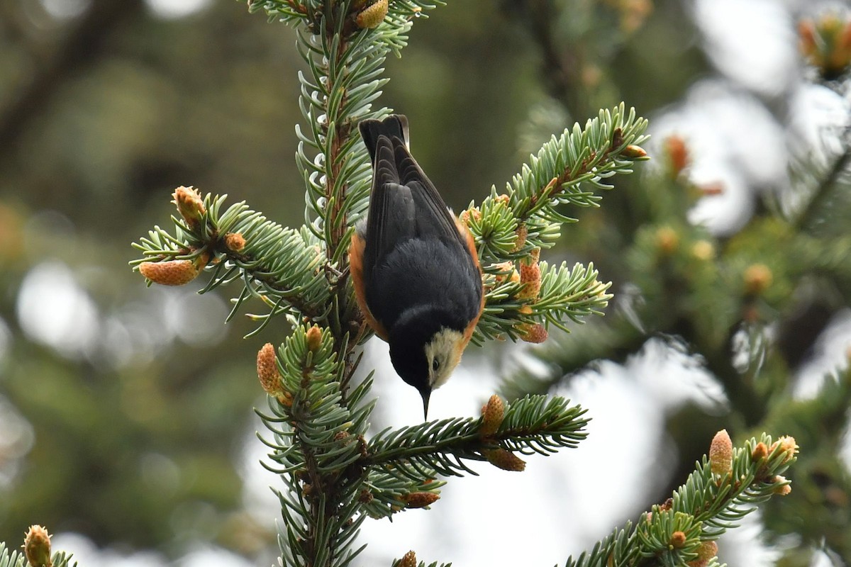 Przevalski's Nuthatch - ML646620495