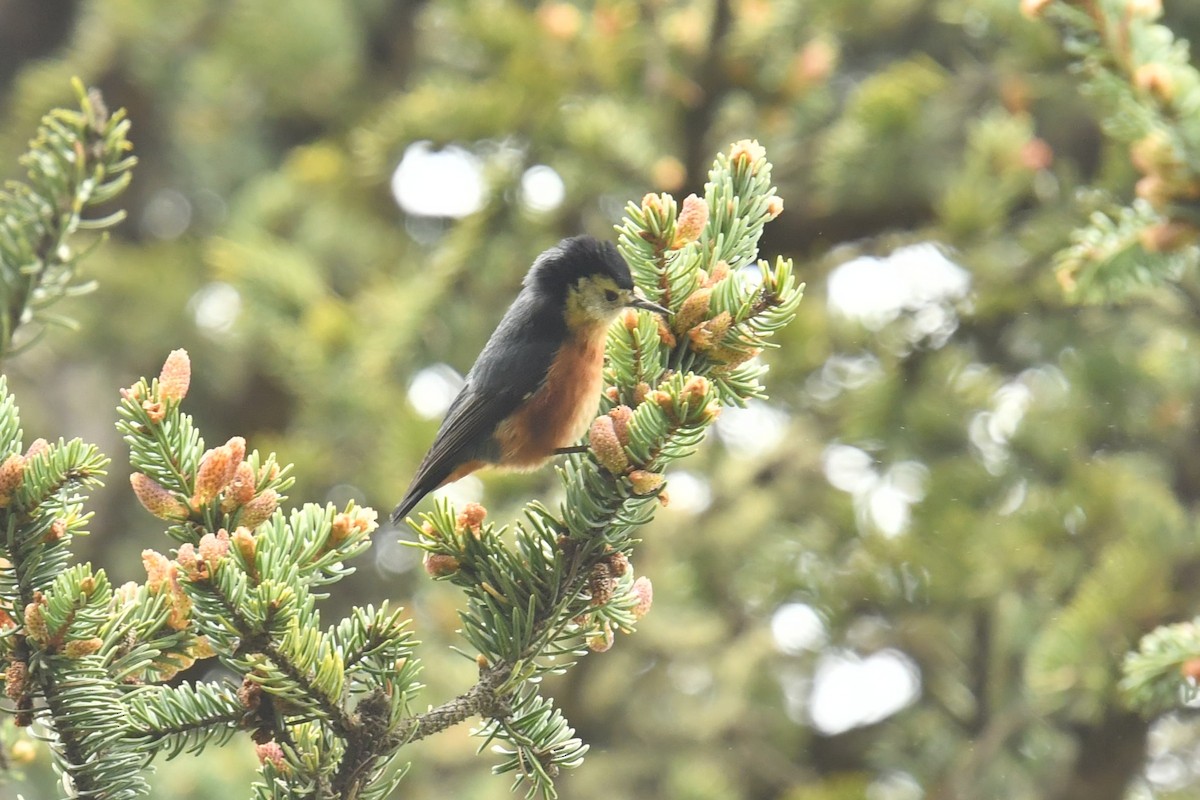 Przevalski's Nuthatch - ML646620496