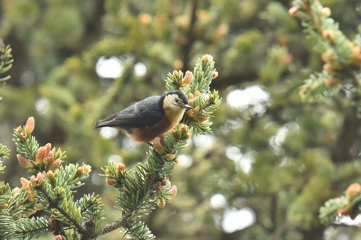 Przevalski's Nuthatch - ML646620497