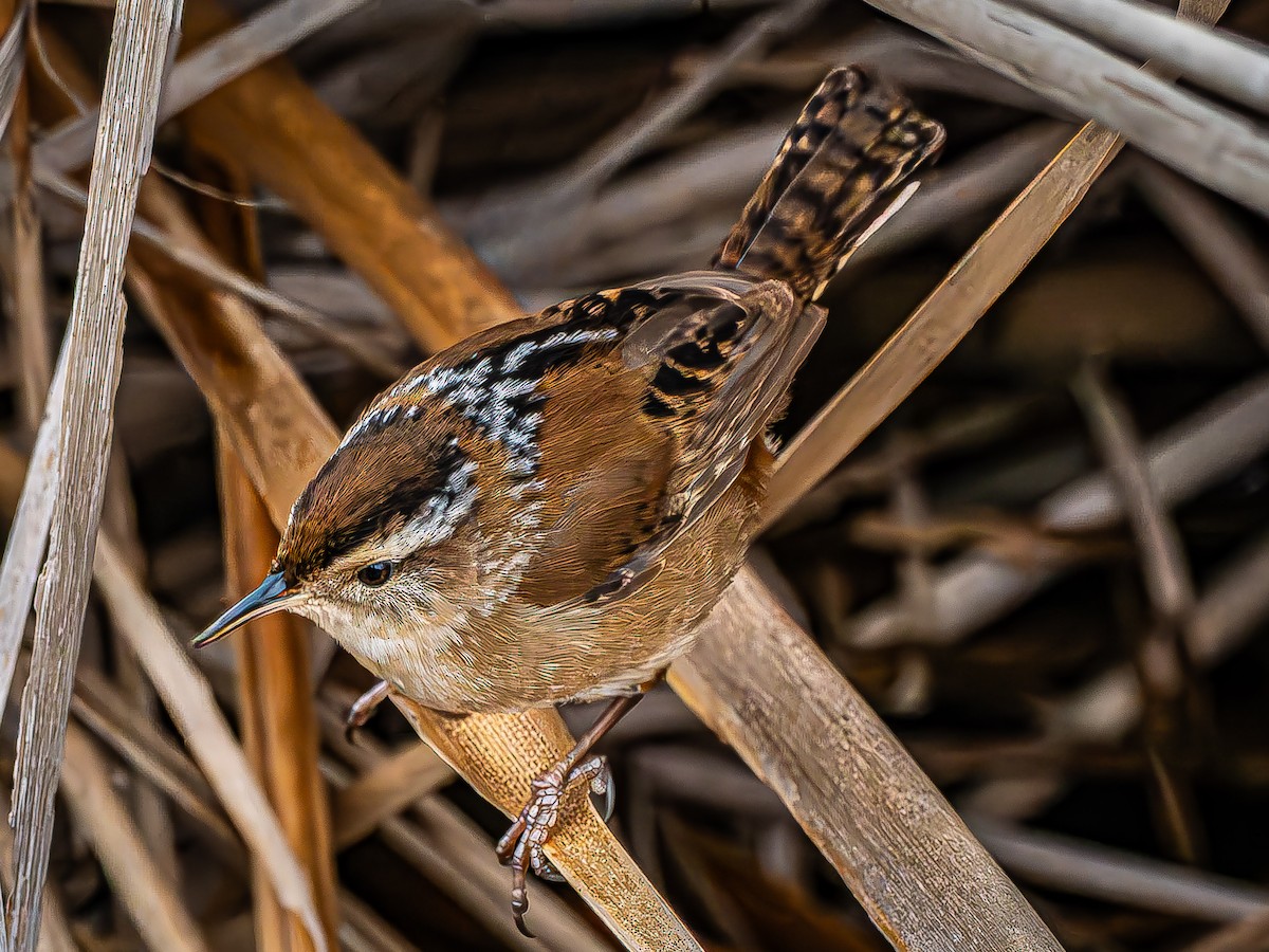Marsh Wren - ML646620498